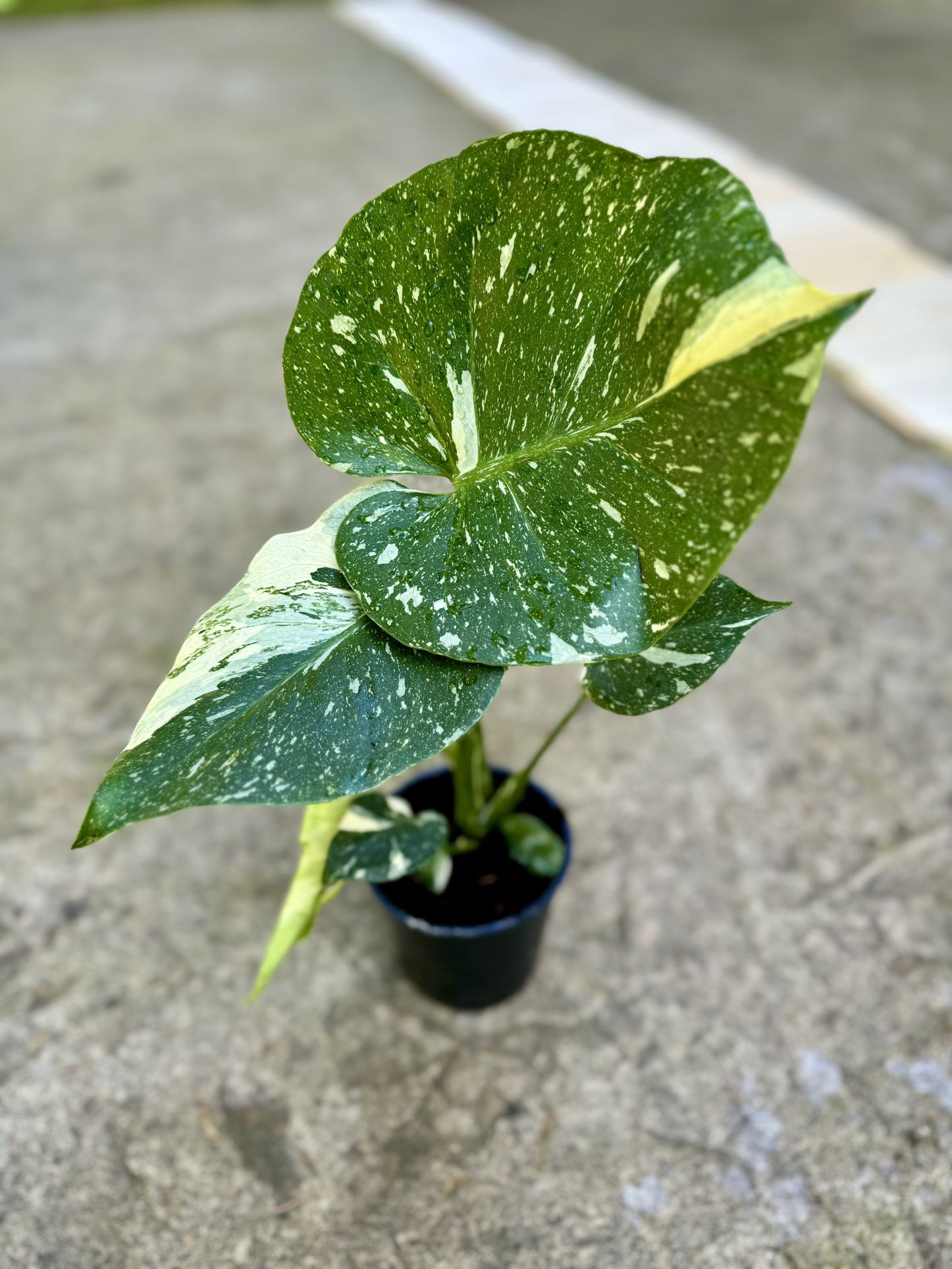 RARE COLLECTORS PLANT 🪴 Thai Constellation Monstera Highly Variegated Indoor House Plant 