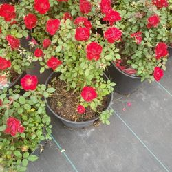 Red Sunrosa 🌹 Roses In 3gal Plantas De Rosa En 3gal