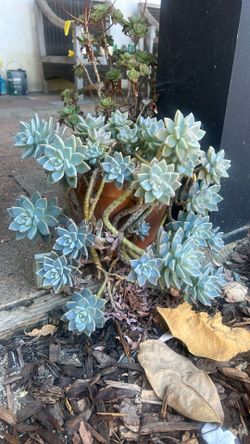 Beautiful Healthy Succulent In Ceramic Vase