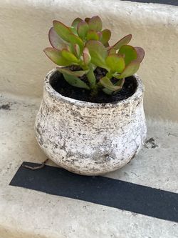 Jade Plant in Rustic Stone Pot Súper Cute $10