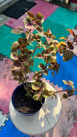 Indoor and outdoor plant