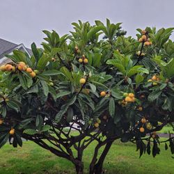 Organic Loquats Fruit 树上枇杷