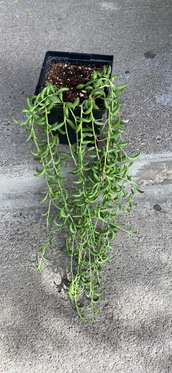 Planta 