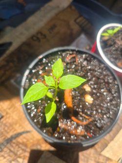 Jalapeño Seedling 🌱