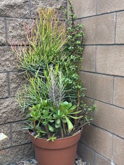 Fire stick with assorted succulent plants