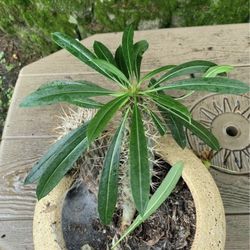 Madagascar Cactus Plant!! $25!! 