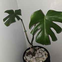 Monsteria plant 