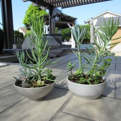 Set Of Gray Sparkle & Gray Garden Pots With Succulents