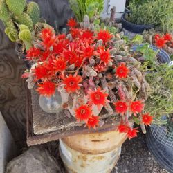 Plants  And Organic Eggs 4Sale.... Located In Dos Palos