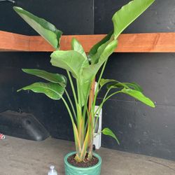 Bird Of Paradise (Gigant. White Flower)