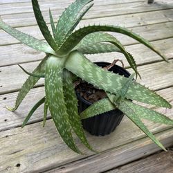 Aloe Plant