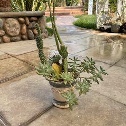 Succulent Arrangement 