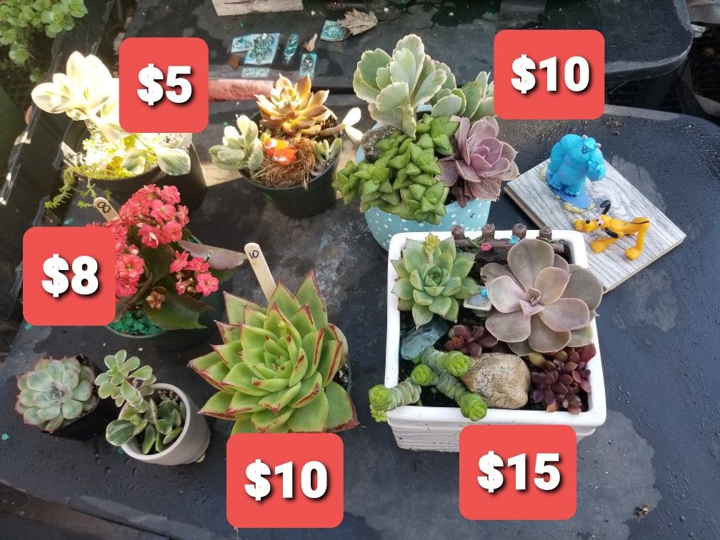 VALENTINES SUCCULENT SALE THIS SATURDAY 2/6 SAN LORENZO
