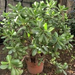 Jade plants For Sale