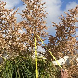 Ponytail palm(Elephant’s Foot Tree) Large