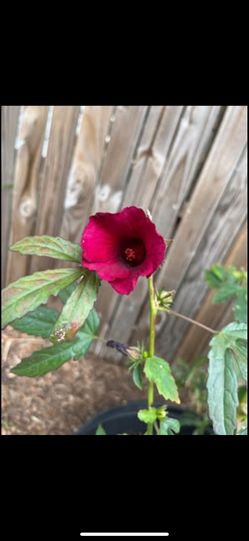 Cranberry, Kenaf Hibiscus Plants7’,4’