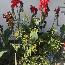 Canna Lilly Bulb Plant 