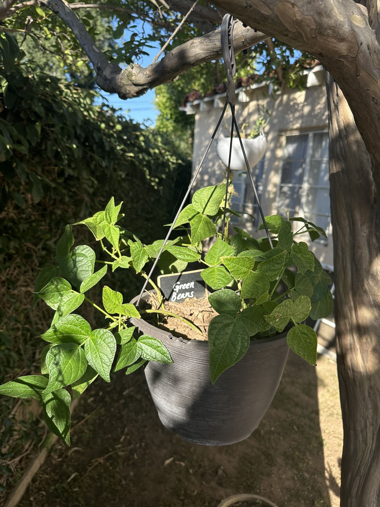 Healthy Green Bean Potted Plant