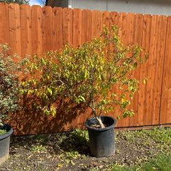 Xylosma Tree And Pittosporum Shrub