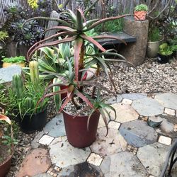 Aloe ‘Candy Corn’ Hybrid In Nice Pot 3.5 Feet Tall