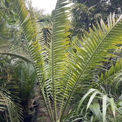 African Cycad.    Encephalartos Whitelockeii