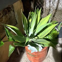 12 Inch Brown Clay Pot