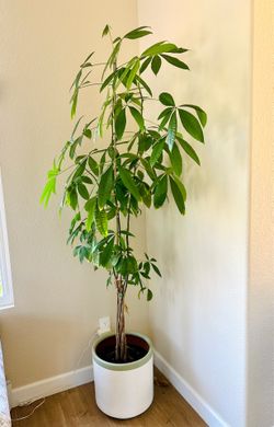 Moving sale!!! Beautiful and real mature money tree in pot.