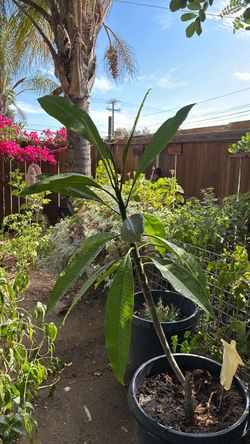 Planta Hawaiana (Rosa bajito)