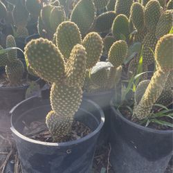 Cactus 🌵 Bunny Ears