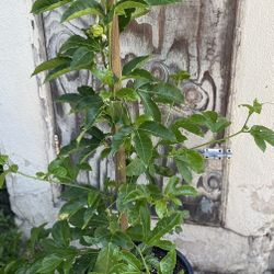 Maracuya Passion Purple Fruit Plant, Is Climbing Vine Plant, In 5 Gallóns Pot Pick Up Only