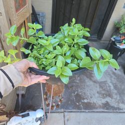 Sunny Red Rose Plant In 11in Wide Plastic Pot 