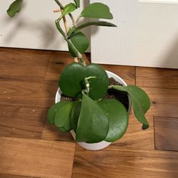 Hoya Kerii Heartleaf