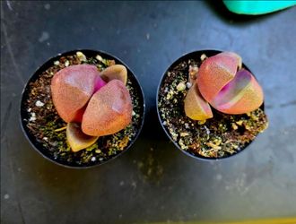 SUNDAY PLANT SALE IN SAN LORENZO STARTS AT 1PM