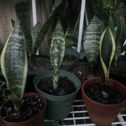 Assorted Sanseverias