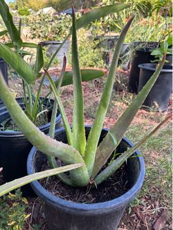 Aloe Vera