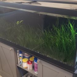 75-gal Full Aquarium Set Up