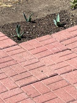 Century Plant Agave