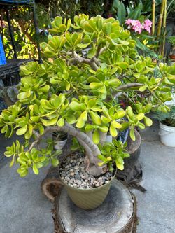 Arbolito de jade