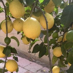 Fresh Picked Lemons! $5 for 10