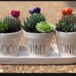 PLANT GROW BLOOM CERAMIC SET 