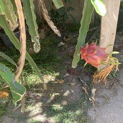 Organic Dragonfruit Cuttings