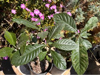 Loquat ? READ DESCRIPTION