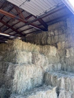 Grass Hay