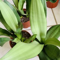 ♥️Rare♥️GORGEOUS Moonshine Snake PlanT🙏PLS READ DESCRIPTION 