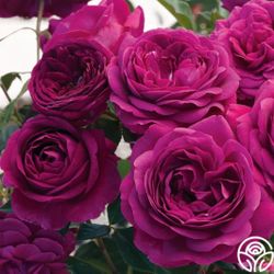Celestial Night Rose Plant In 1 Gallon Pot. Pick Up In Millbrae