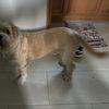 Ozias