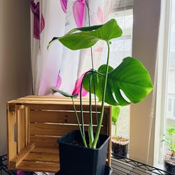 Monstera in 6inch pot