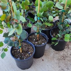 Eucalyptus Silver Dollar Plants For Sale 