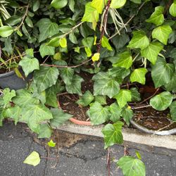 Ivy Plants In A Pot Decorative 