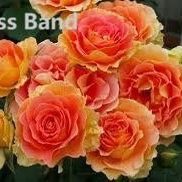 Rare European, Japan rose plants : Brass Band